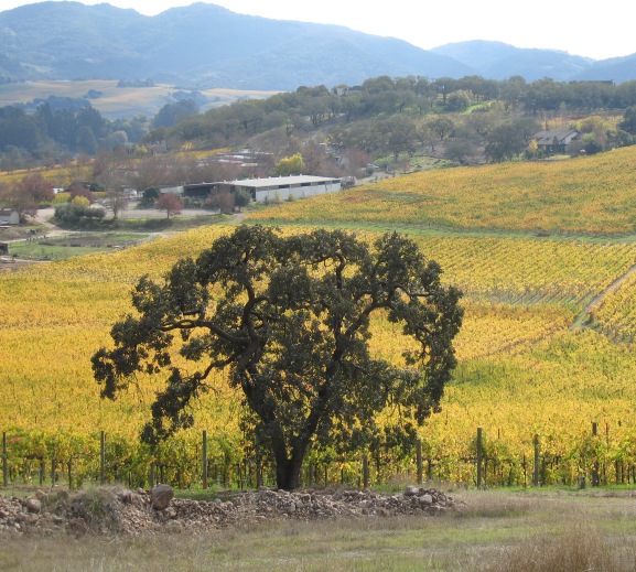 frazier winery vineyards